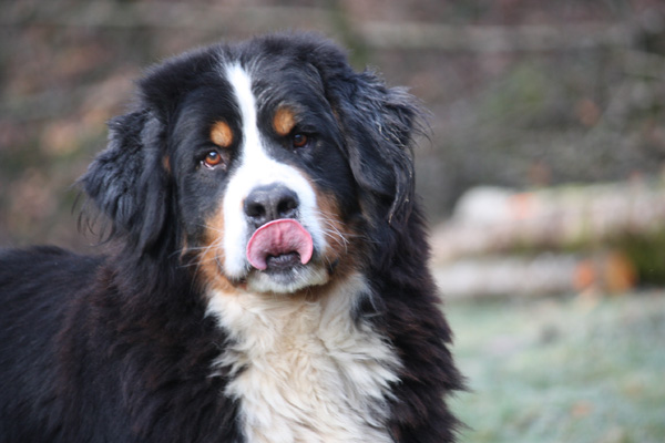 Boule De Neige Des Roches Du Mettey Chien De Race Toutes