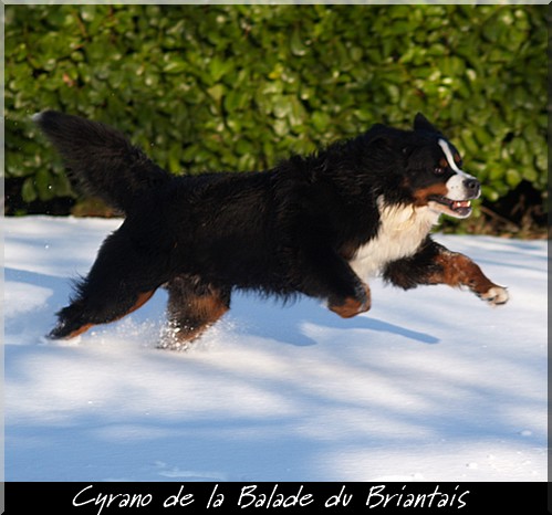 Cyrano de La Balade du Briantais