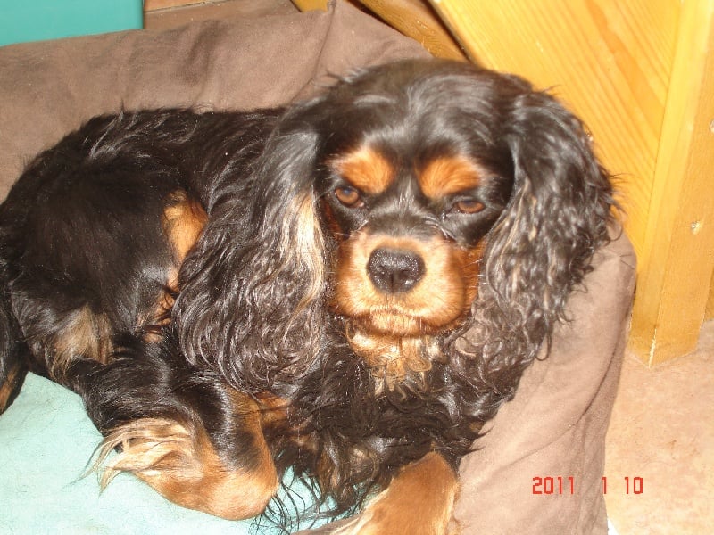 Les Cavalier King Charles Spaniel de l'affixe   du Confin de la Nied