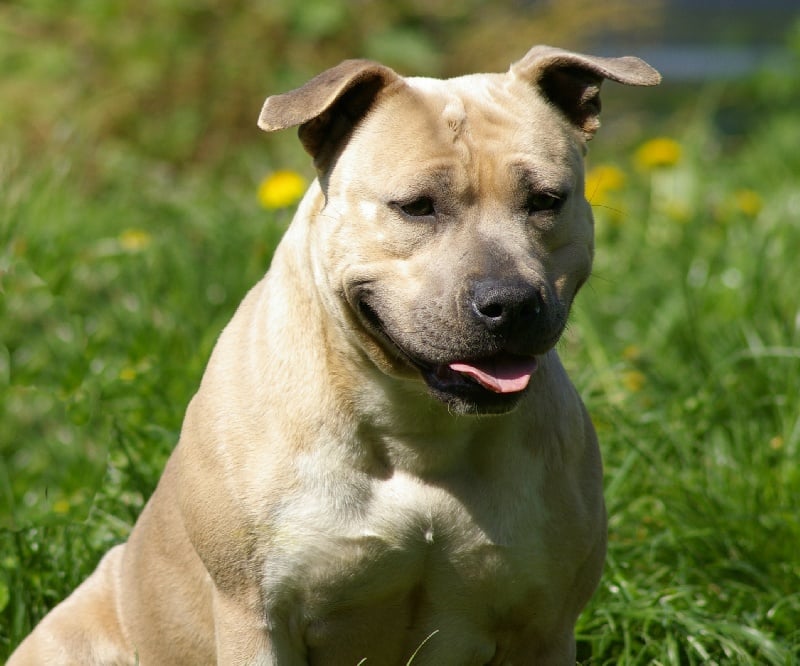 Les American Staffordshire Terrier de l'affixe   Namétis's Pearls