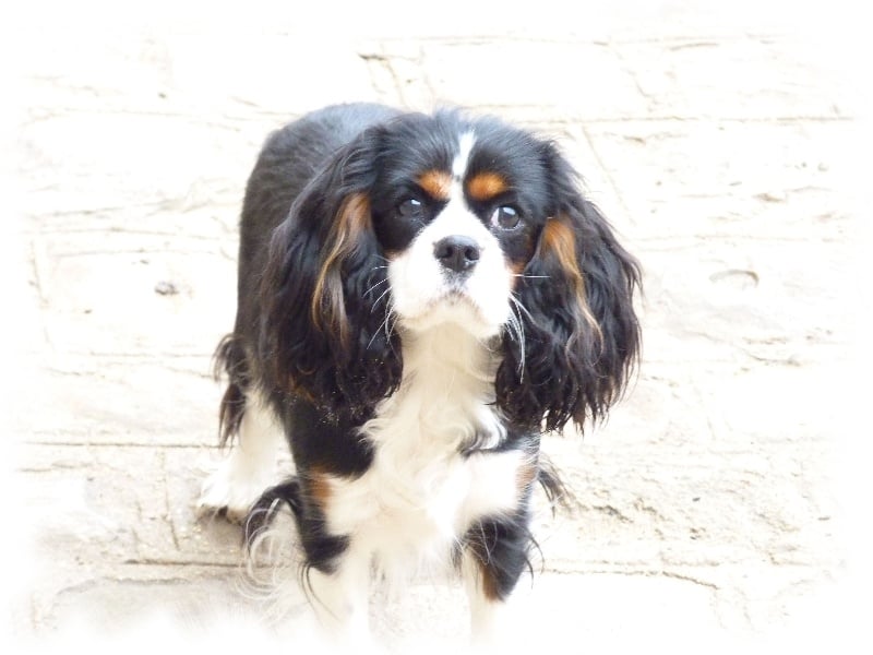 Les Cavalier King Charles Spaniel de l'affixe   des Prairies de la Guyonne