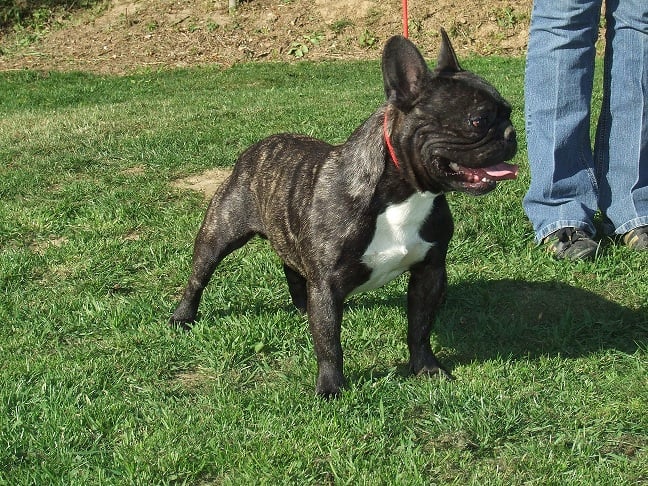 Les Bouledogue français de l'affixe   des Gardiens De La Cité Des Anges