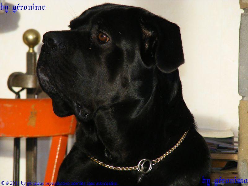 Les Cane Corso de l'affixe   The Warriors Of Geronimo