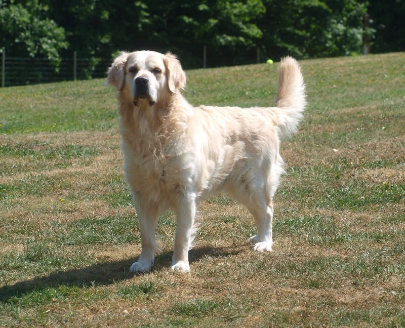 Balaise du logis d'Ecot