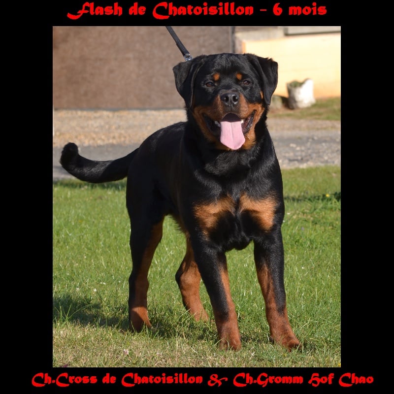 Flash De chatoisillon