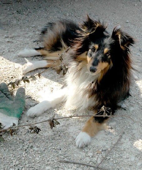 Erin des loups de l'isengard