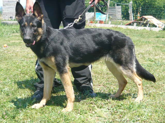 Chien De Berger Noir Et Marron