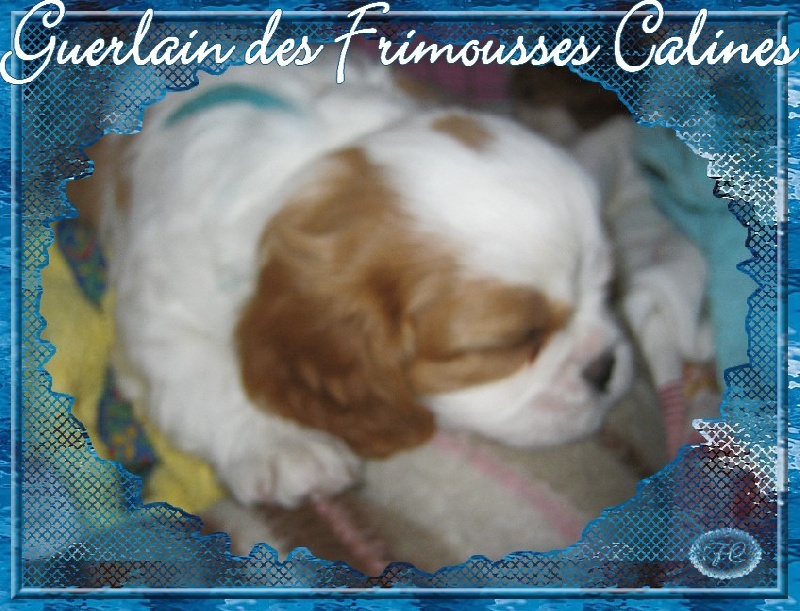 Guerlain Des Frimousses Calines