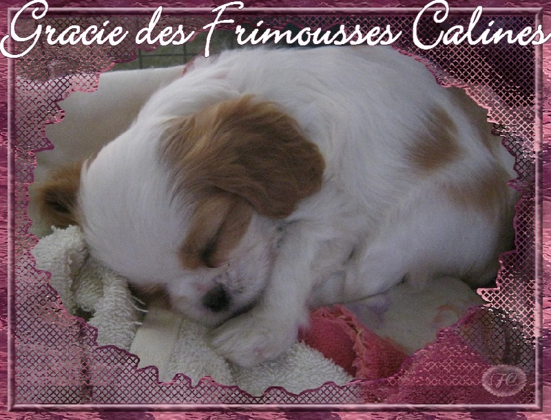 Gracie Des Frimousses Calines