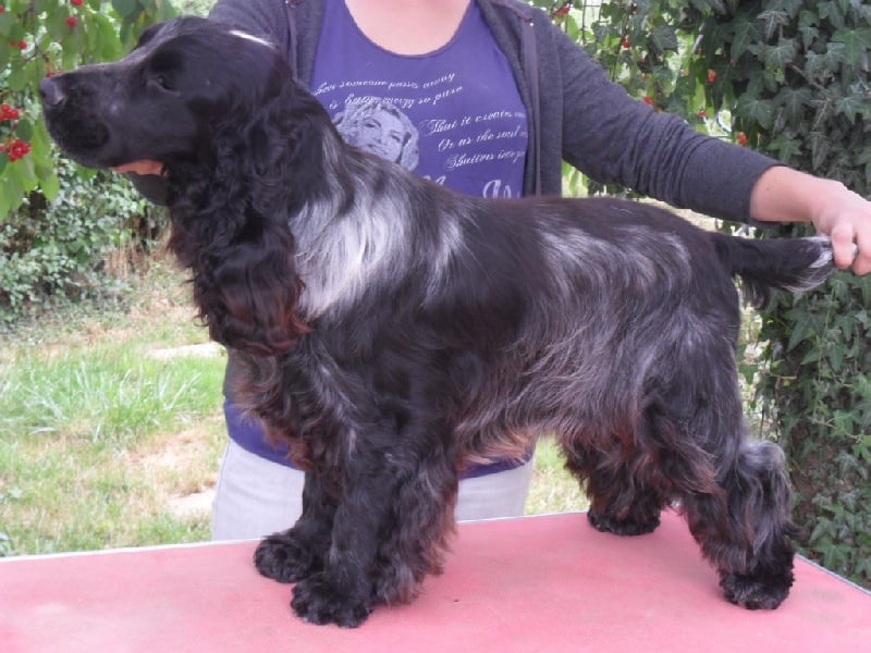 Les Cocker Spaniel Anglais de l'affixe   Des Senons Noirs Et Feux