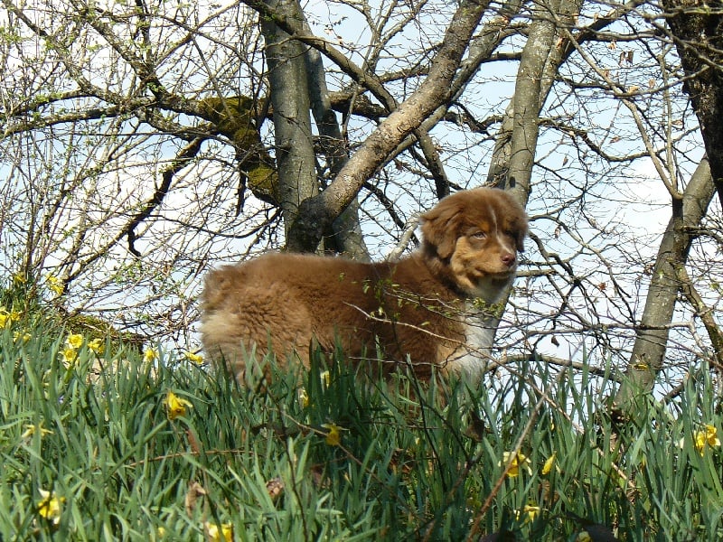 Flanelle De La Stella Del Pyrame