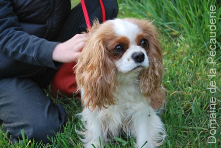 Les Cavalier King Charles Spaniel de l'affixe   des touches noires