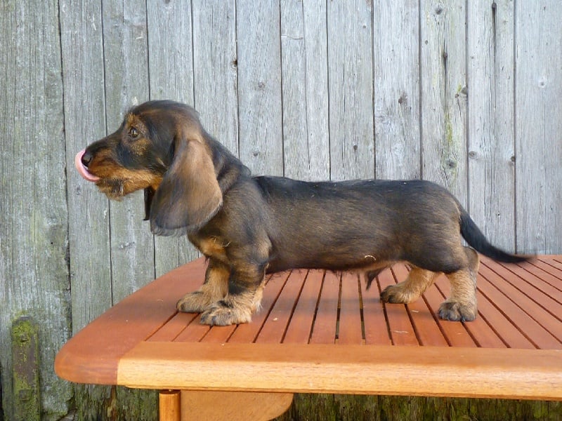 Gus de l'écho d'Elodie