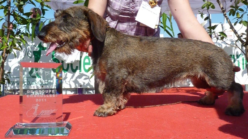 Fouine de l'écho d'Elodie