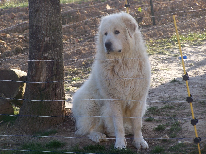 Chien Elevage Du Haras De Chante Neige Eleveur De Chiens