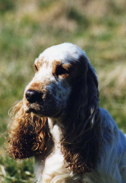 TR. CH. Moustic De la vallee du vignon