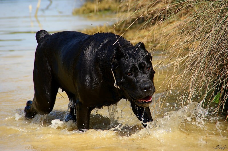 general.Les Cane Corso general.delaffixe  des Apollons de Garras