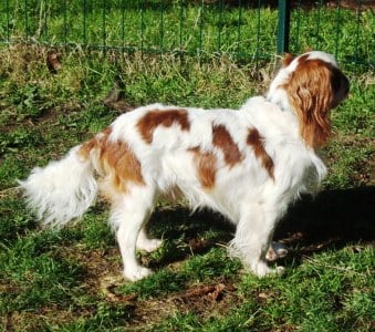 Les King Charles Spaniel de l'affixe   De la tierra de suerte