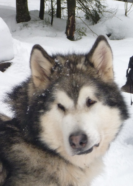 Souvenir of sitka's Snowbear shirkan