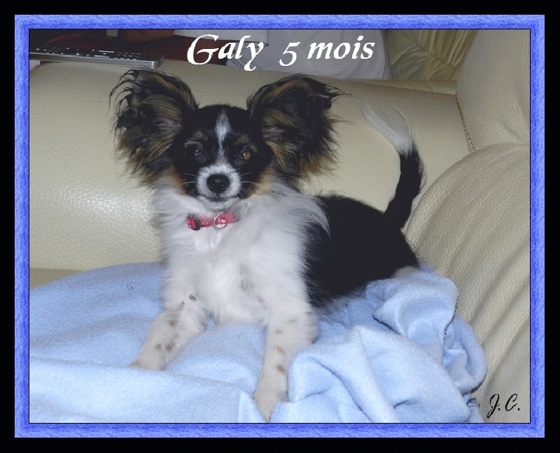 Galy-boy du Pre Mely de Laureden