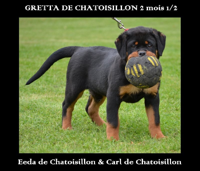 Gretta De chatoisillon