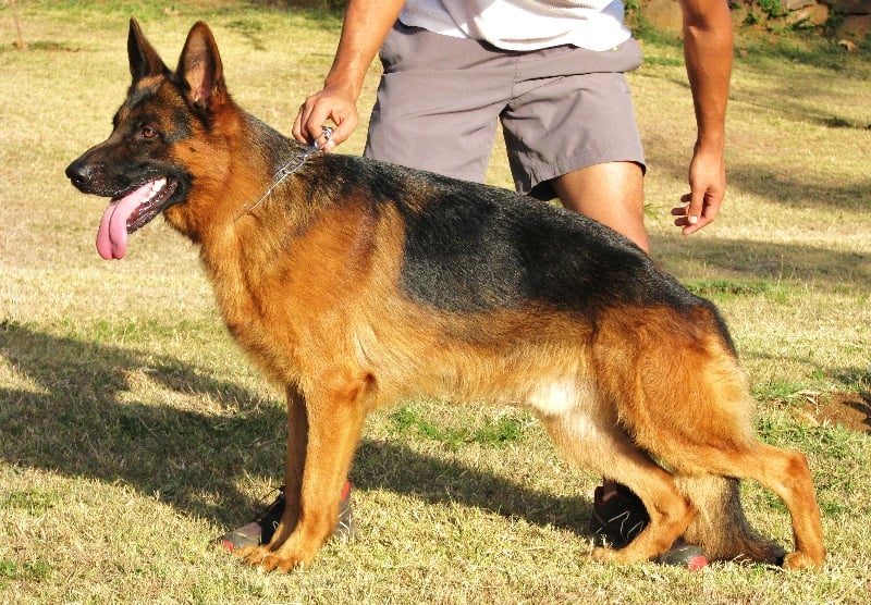 Falk de la Tanière des Lions