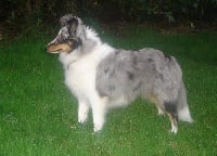 Grey warden des Bordes Rouges