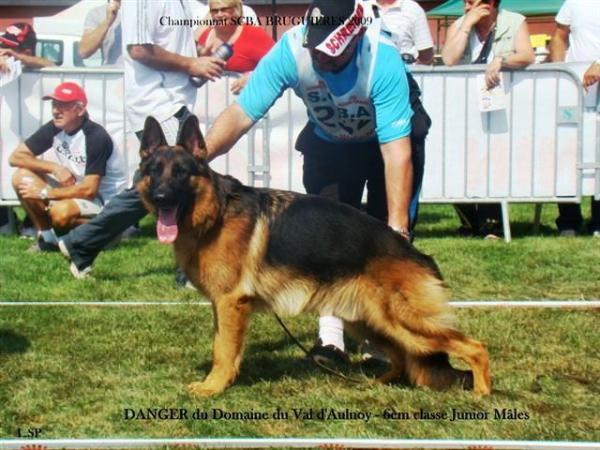 Chien Elevage Du Domaine Du Val Daulnoy Eleveur De