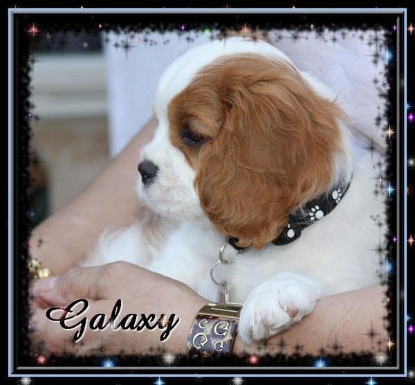 Galaxy Des Frimousses Calines