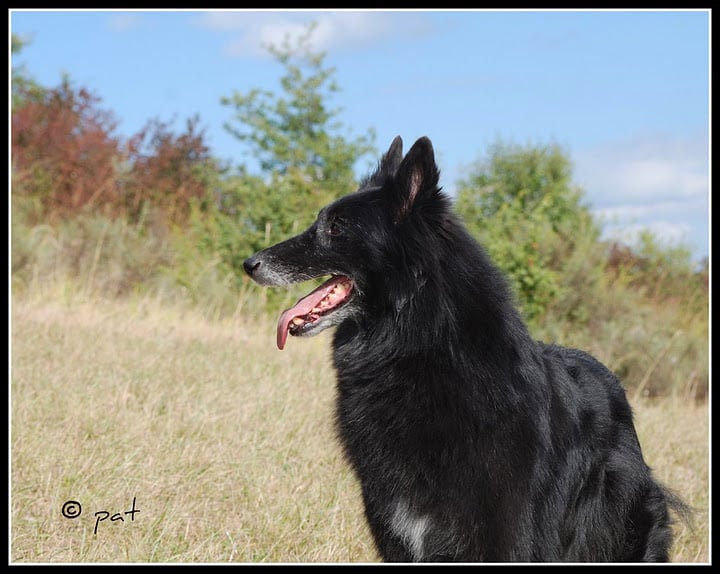 Shaina du Prat des Loups