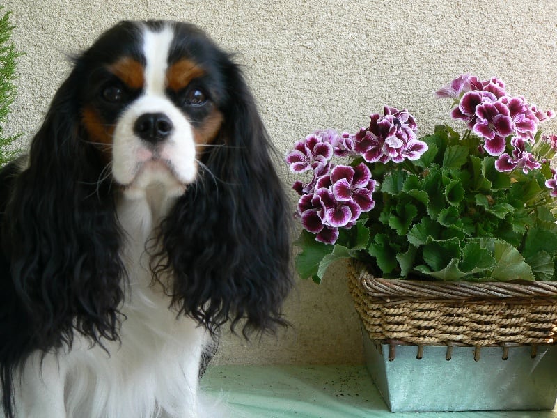 Les Cavalier King Charles Spaniel de l'affixe   Des Sources Du Moulin