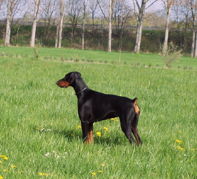 Diams des collines de Beauregard