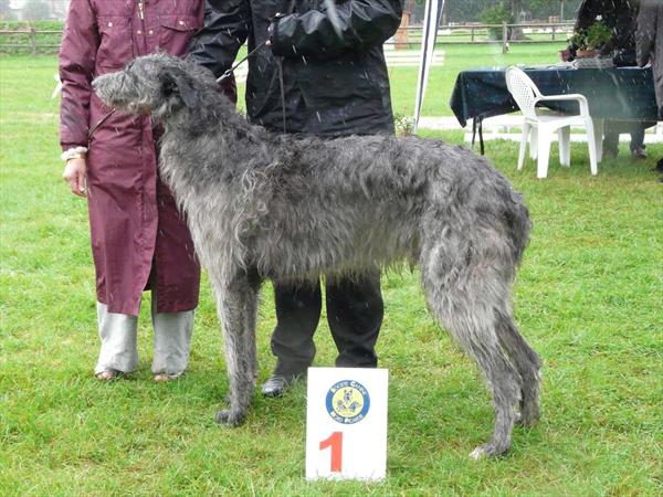 CH. Deerhound of bestmara