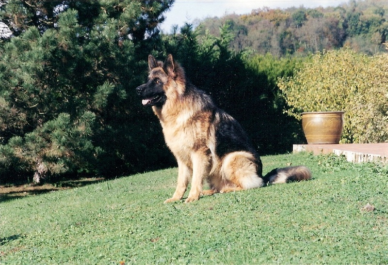 Shogun De l'hacienda del matador