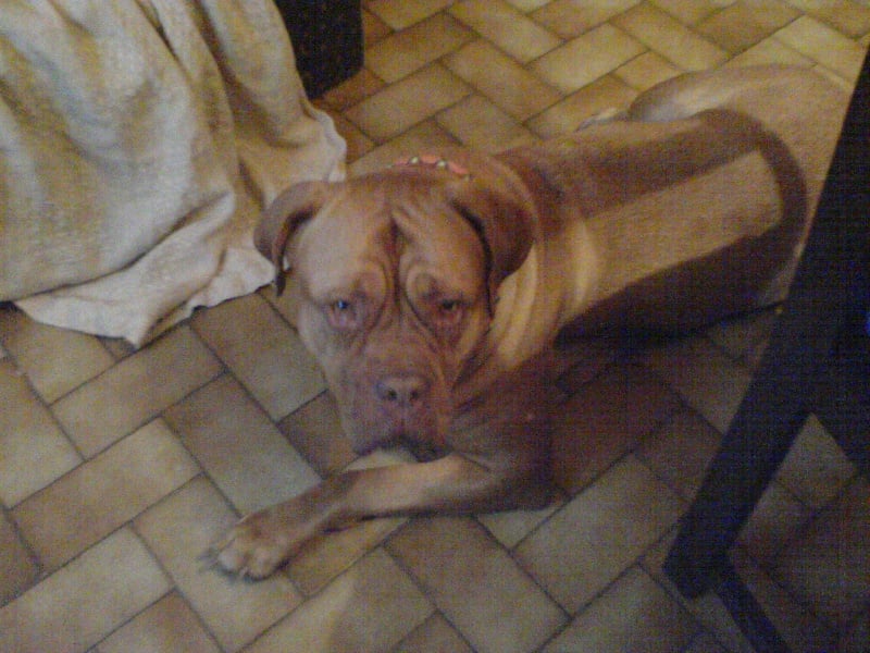 Les Dogue de Bordeaux de l'affixe   de La Caverne Des Molosses