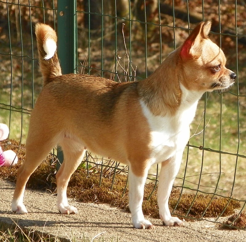 Les Chihuahua de l'affixe   de L'Arbre des Batailles