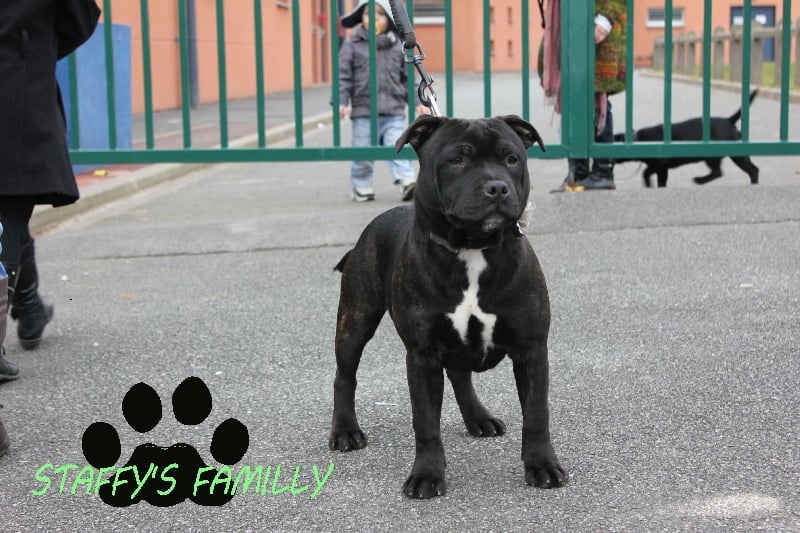 Gladiator Of Staffy's Familly