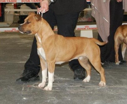 Les American Staffordshire Terrier de l'affixe   Miss and Manjol