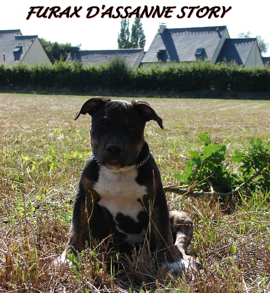 Furax d'Assanne Story