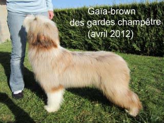 Gaïa-brown Des gardes champetres