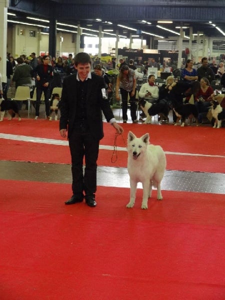 Les Berger Blanc Suisse de l'affixe   Bleizi Asgard