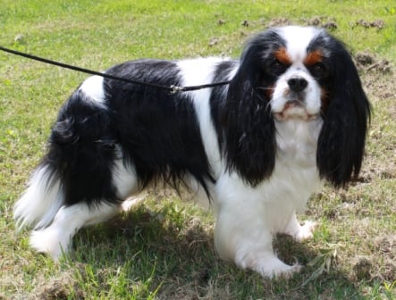 Les Cavalier King Charles Spaniel de l'affixe   de la Lande du Médoc