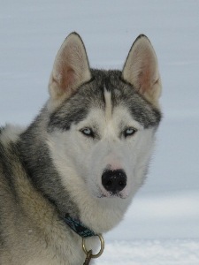 Faryk des p'tits loups Vadrouilleurs