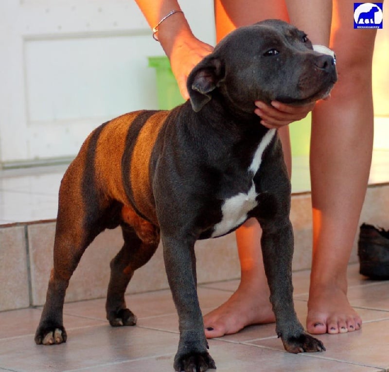 Goliath de bluedogcity