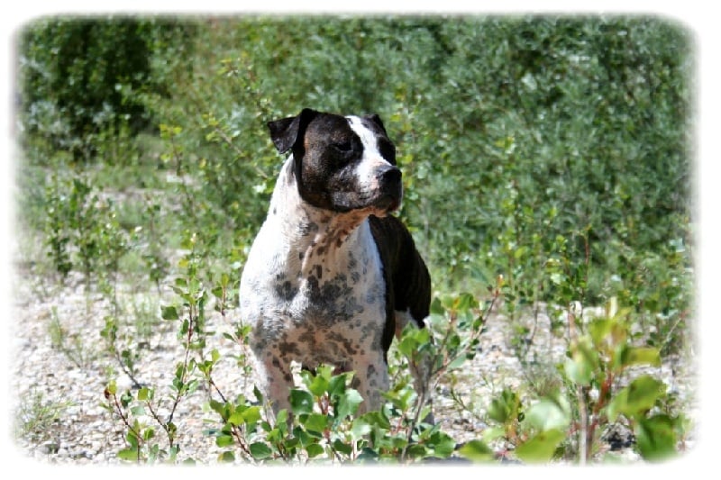 Buddy Doggz Star Kennel Black label