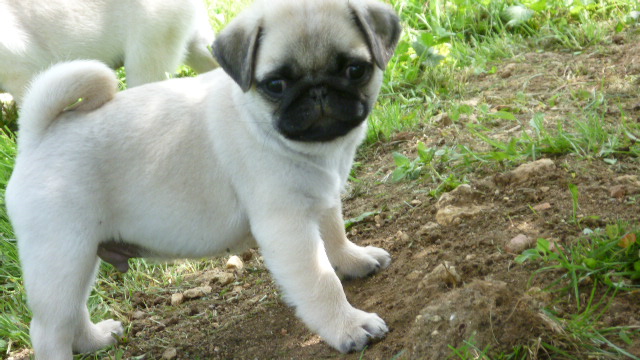 Chien Elevage Pitch Black Face Pugs Eleveur De Chiens Carlin