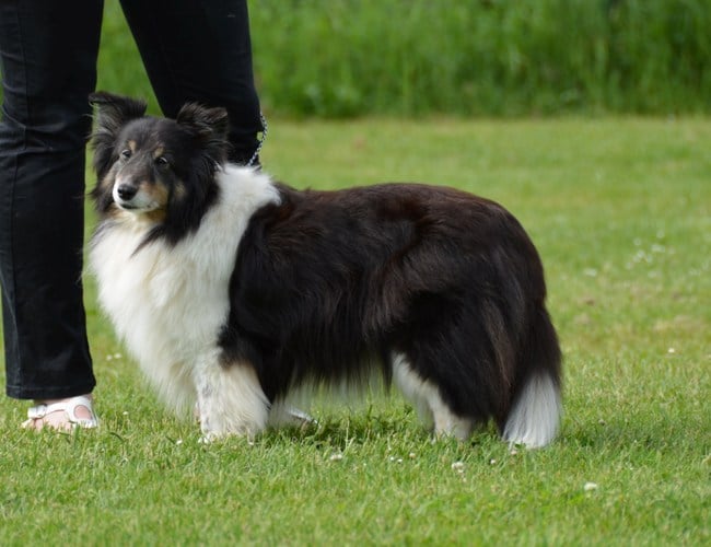 Les Shetland Sheepdog de l'affixe   des Crocs de Provence