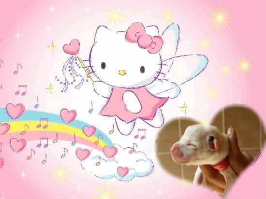 Hello kitty havanah happy life Of Dog's Island