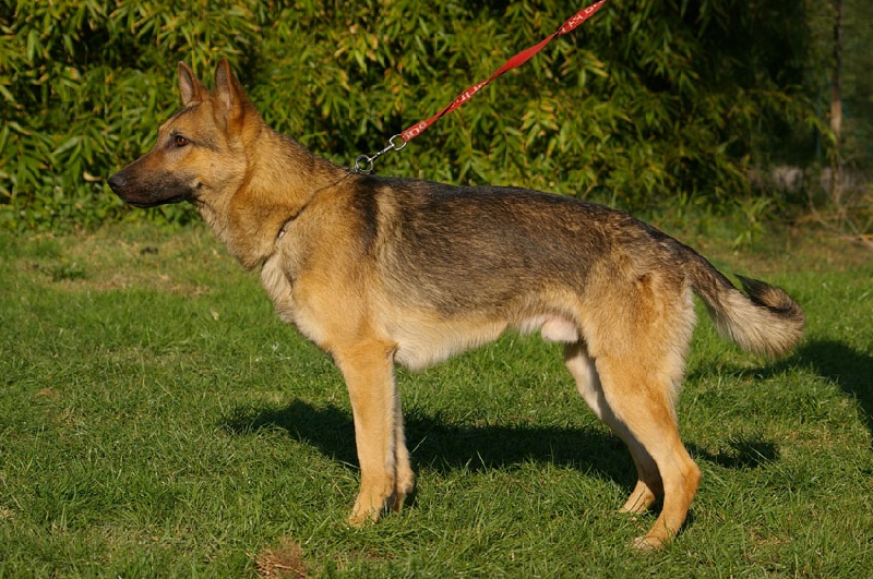 Endrix de la Horde Valnégrienne