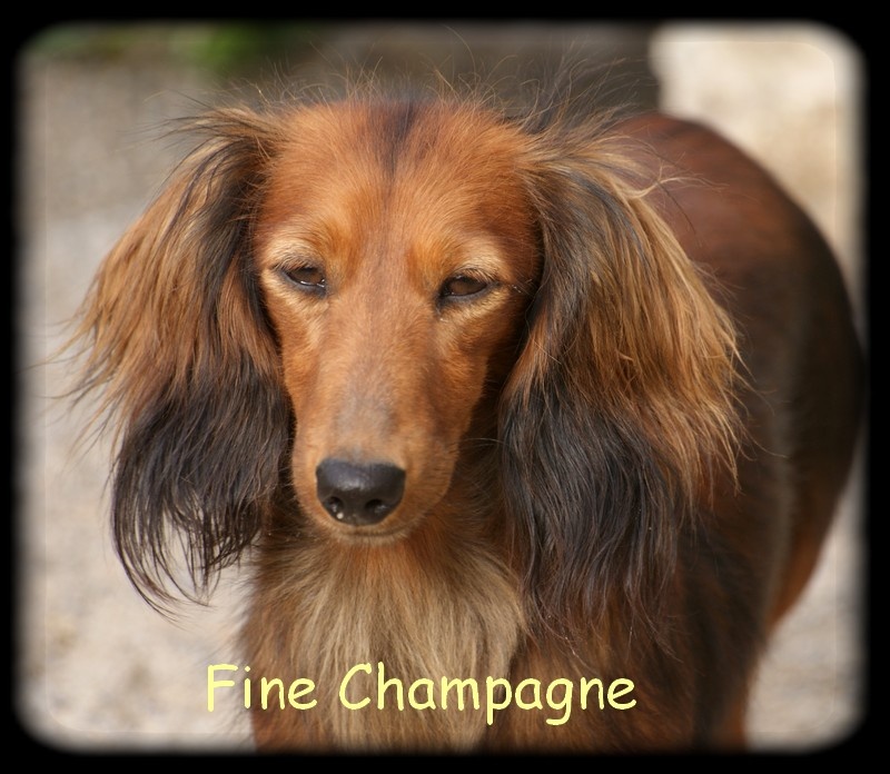 Fine champagne du domaine de luard